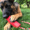 Happy dog chewing on the Firecracker Toy.