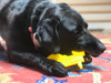 See how your dog will enjoy hours of challenge with this tough toy.