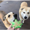 Dogs chewing the Mutts Kick Butt by Soda Pup Colorado Maple Leaf with peanut butter.