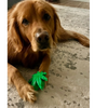 Beautiful Golden Retriever with the popular Colorado Maple Leaf.