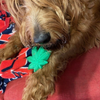 Chuck the Golden-Doodle chewing the durable, popular Colorado Maple Leaf.