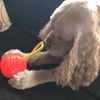 Jerry G playing with  3" Loop Ball in orange.  Made in the USA.