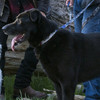 Sideview view of black dog wearing Wolfgang DigitalDog Dog Collar with leash.