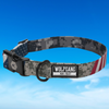 Photo of Wolfgang DigitalDog Dog Collar on sky background.  Highlighting the brand and patriotic flag design.