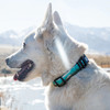 Photo of beautiful white dog with Wolfgang GreatEscape Dog Collar.