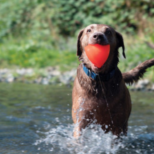 Picture your best buddy fetching this cleaver triangular shaped ball with a fun irregular bounce pattern, and it floats!