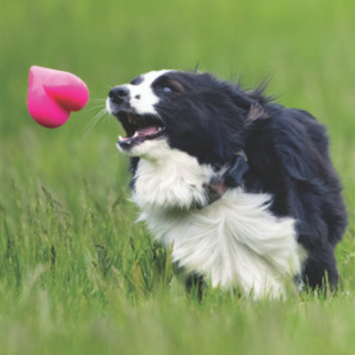 Watch your dog track the unique bounce of the Dawg-Hart XL toy.