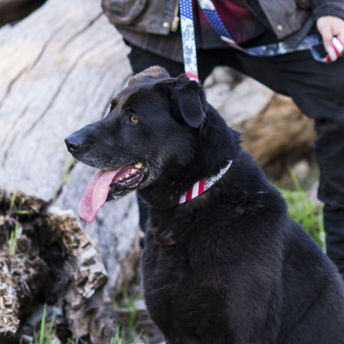 3/4 view of black dog wearing Wolfgang DigitalDog Dog Collar with leash.