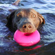 Large breed dog swimming with neon-colored Dawg-Nut XL from RuffDawg in mouth, demonstrating its floating ability and fun factor - available at OzzyAndOsa.com.