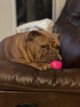 Jellybean the English Bulldog with one of her new favorite toys, the RuffDawg Ball XL.