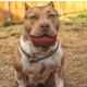 See the joy as a dog enjoys chewing on our Football Chew Toy and Treat Dispenser.