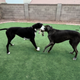 Great Danes Thor and Moose enjoying a spirited game of Tug-of-War with the Jug-R-Knot Rope Tug Toy - 27" Quadruple Knot Multi Color (Made in the USA).