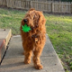 Chuck the Golden-Doodle with the popular Colorado Maple Leaf.