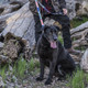 Front view of black dog wearing Wolfgang DigitalDog Dog Collar with leash.