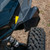 Seizmik HDPE Fender Flare Kit | 2014-2023 Polaris RZR XP 1000 XP4 Turbo S