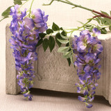Two Head Wisteria Violet Two Head Wisteria Violet