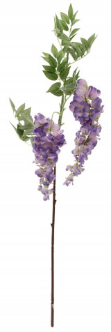 Two Head Wisteria Violet