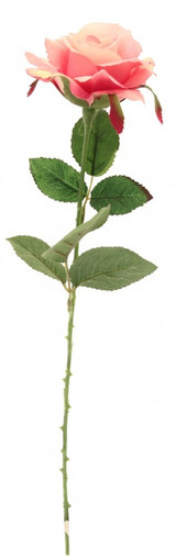 Rose Fuchsia Rose Fuchsia