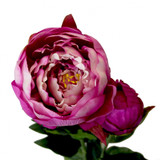 Peony Fuchsia (78cm)