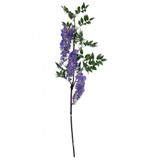 Violet Wisteria Branch Violet Wisteria Branch