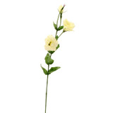Lisianthus Spray Cream Lisianthus Spray Cream