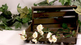 Wild Rose Spray Cream 70cm Wild Rose Spray Cream 70cm