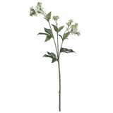 Green Astrantia 