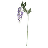 Garden Wisteria Lilac Garden Wisteria Lilac