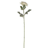 74cm Single Aidde Rose Cream 74cm Single Aidde Rose Cream