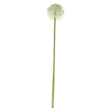 76cm Single Allium Cream & White 76cm Single Allium Cream & White