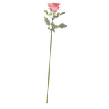 72cm Single Olivia Rose Peach 72cm Single Olivia Rose Peach