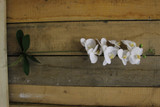 White Phalaenopsis Spray 33.5 inch