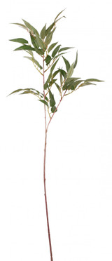 Ficus Benjamen Spray 25 inch Ficus Benjamen Spray 25 inch