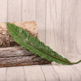 Asplenium Leaf 90cm Asplenium Leaf 90cm