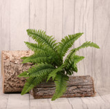 Boston Fern Bush 43cm Boston Fern Bush 43cm