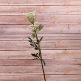 Bishops Flower Spray Cream 76cm Bishops Flower Spray Cream 76cm