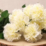 Carnation Bush Cream Carnation Bush Cream