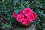 Rose Bunch Fuschia Rose Bunch Fuschia