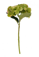 Hydrangea Green Pick Hydrangea Green Pick