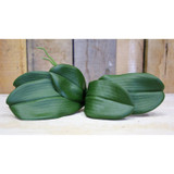 Phalaenopsis Leaves Phalaenopsis Leaves