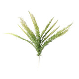 Boston Fern 48cm Boston Fern 48cm