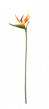 Small Bird of Paradise Stem Small Bird of Paradise Stem