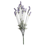Purple Lavender Plant Purple Lavender Plant