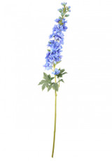 Blue Cottage Garden Delphinium Blue Cottage Garden Delphinium