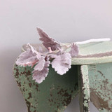Short Stem Dusty Miller Burgundy (33cm) Short Stem Dusty Miller Burgundy (33cm)