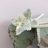 Short Stem Dusty Miller Green (33cm) Short Stem Dusty Miller Green (33cm)