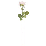 Arundel Open  Rose Cream 
