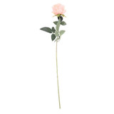 Arundel Rose Peach Arundel Rose Peach