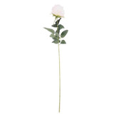 Arundel Rose Cream Arundel Rose Cream