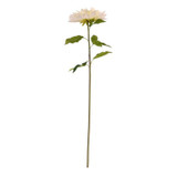 Queen Chrysanthemum Cream Queen Chrysanthemum Cream